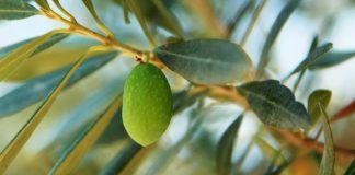 Aceituna en el olivo. aceite oliva