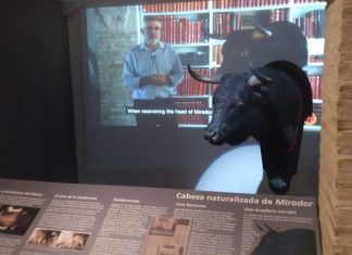 Exposición de la cabeza de 'Mirador' en el Museo Taurino.