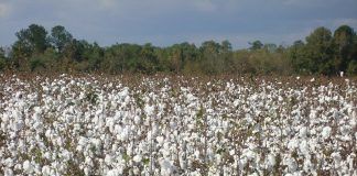 Plantas de algodón./Foto: LVC irpf asaja