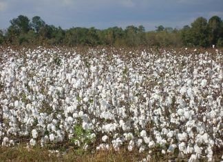 Plantas de algodón./Foto: LVC irpf asaja