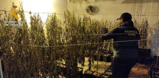 Plantación de marihuana desmantelada en Posadas.