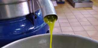 Aceite de oliva virgen extra fluyendo en una almazara cordobesa./Foto: Aemo Asaja