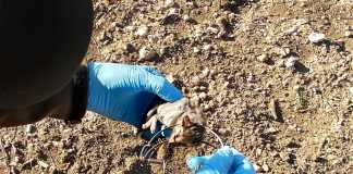 Agentes de Medio Ambiente denuncian en Monturque a dos personas por la captura ilegal de especies silvestres protegidas./Foto: Junta de Andalucía
