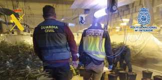 La Guardia Civil y la Policía Nacional desmantelan en Monturque una plantación de marihuana tipo 'indoor' de alto rendimiento.