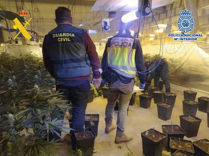 La Guardia Civil y la Policía Nacional desmantelan en Monturque una plantación de marihuana tipo 'indoor' de alto rendimiento.