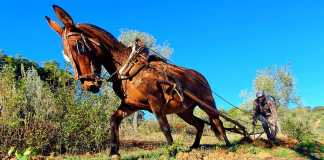 Aracía con mula en la sierra de Los Pedroches./Foto: Ayuntamiento de Añora ruraleando