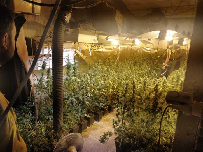 La Guardia Civil desmantela una plantación de marihuana en Espejo./Foto: Guardia Civil