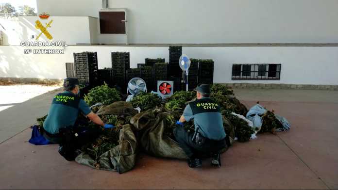 La Guardia Civil desmantela en El Viso una plantación de marihuana y detiene a una persona./Foto: Guardia Civil