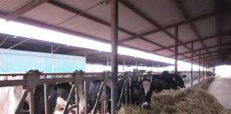 Una explotación de vacuno de leche en Los Pedroches, en una imagen de archivo./Foto: LVC ganaderos ayudas enfermedades animales